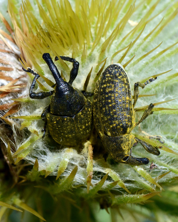 Larinus sp.